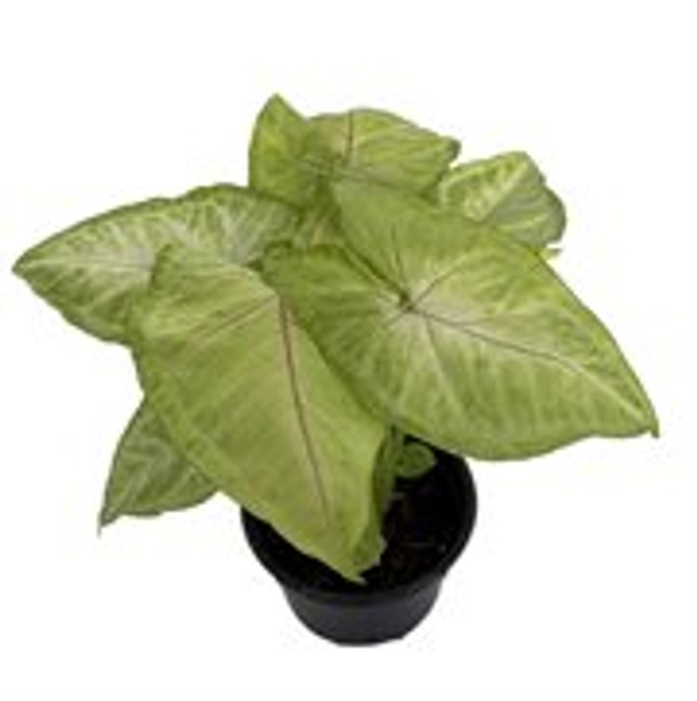 Mango Allusion Arrowhead Plant - Syngonium/Nepthytis - 4" Pot