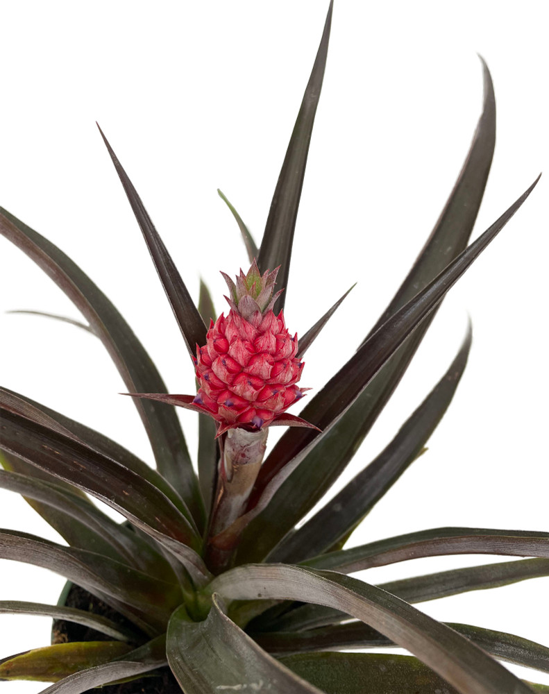 Red Pineapple Plant - Ananas bracteatus - Great Indoors/Out - 5" Pot