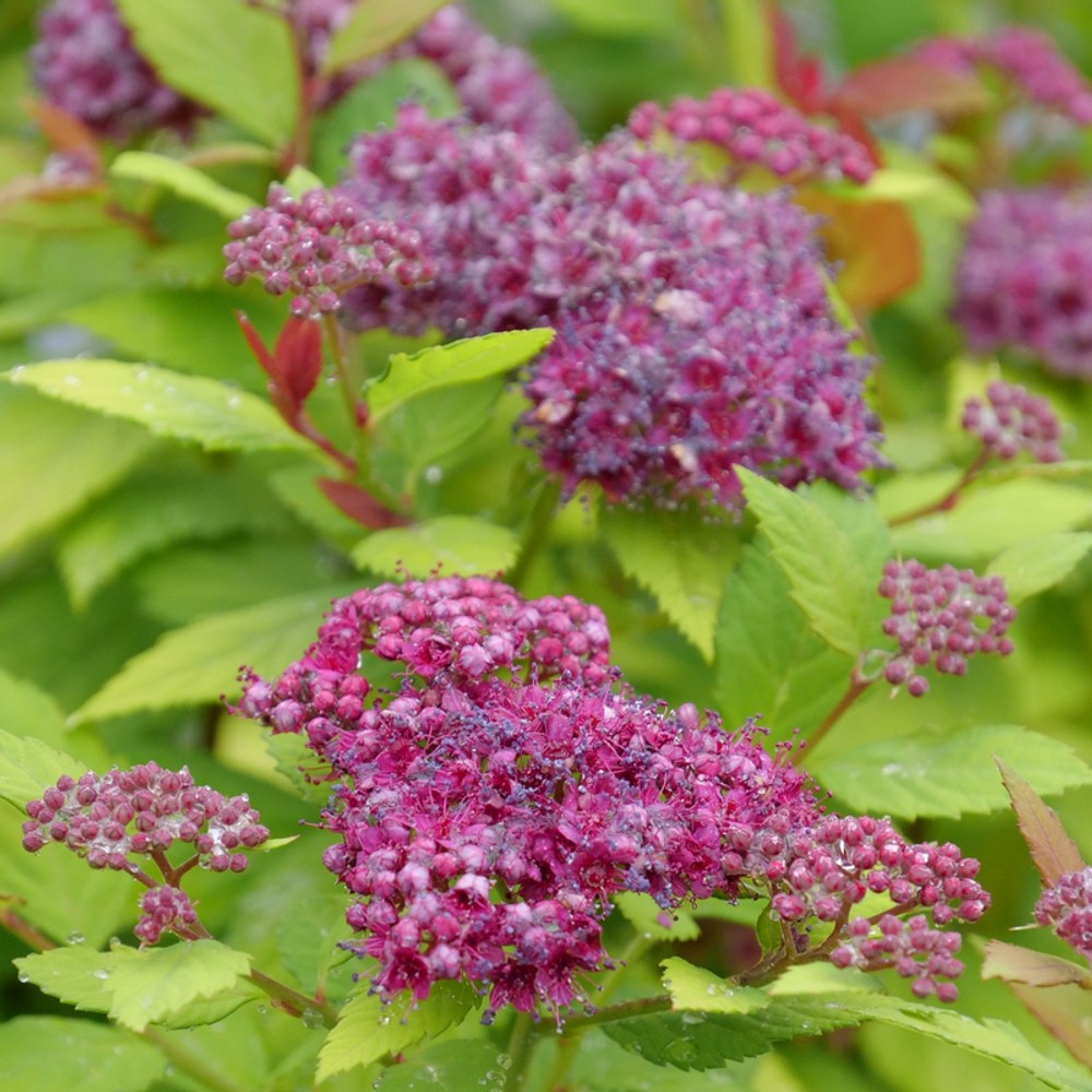 DOUBLE PLAY® DOLLY™ - Spiraea japonica - Proven Winners - 4" Pot