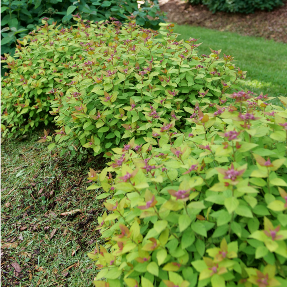 træk vejret til stede overalt DOUBLE PLAY® DOLLY™ - Spiraea japonica - Proven Winners - 4" Pot - Hirt's  Gardens