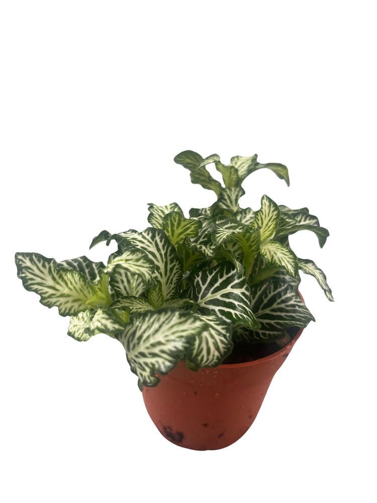 White Tiger Mini Nerve Plant - Fittonia - 2.5" Pot