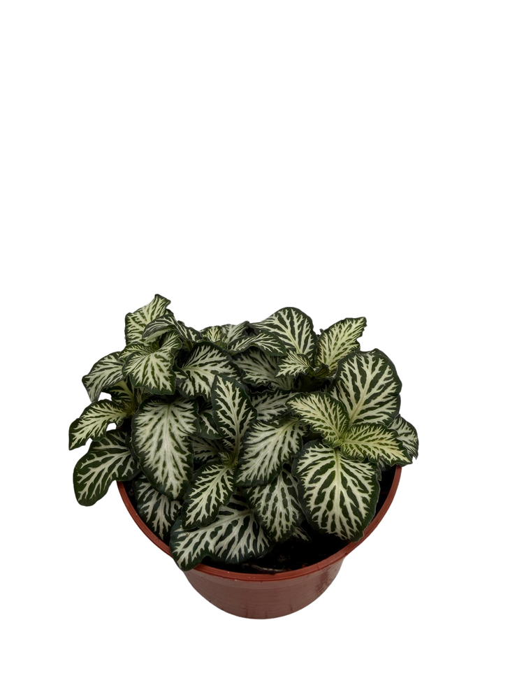 White Tiger Mini Nerve Plant - Fittonia - 2.5" Pot