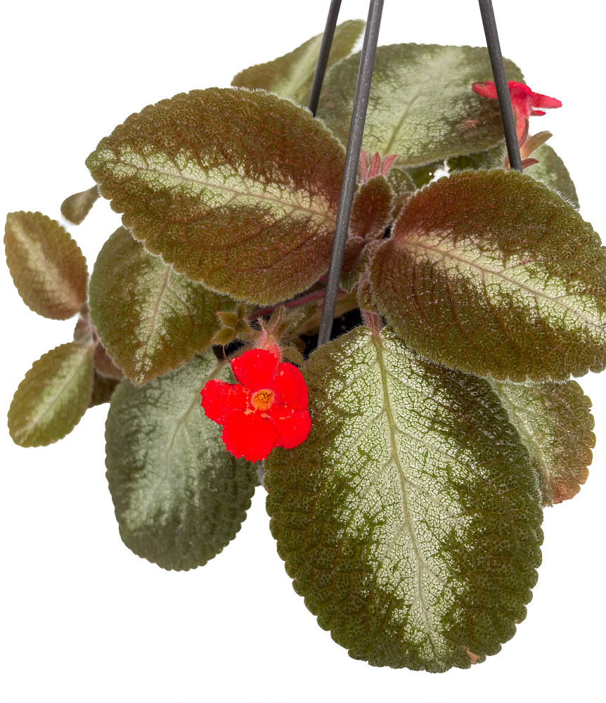 Metallic Flame Violet - Episcia - 2.5" Pot - Vivid Blooms