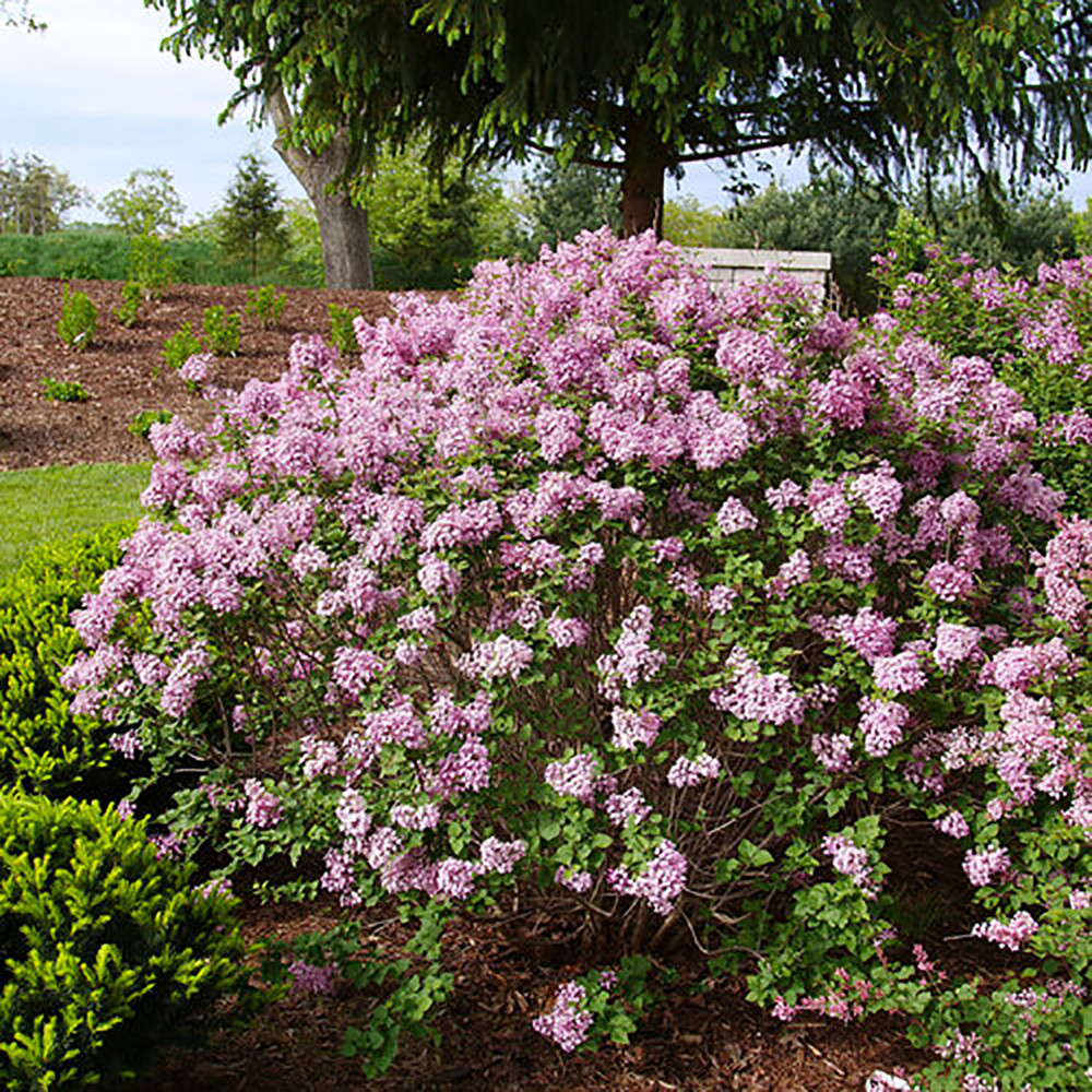 Bloomerang Purpink® Reblooming Lilac - Syringa - 4" Pot - Proven Winners
