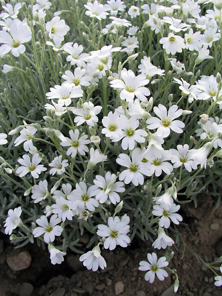 Silvery Summer Perennial - Cerastium tomentosum - Gallon Pot