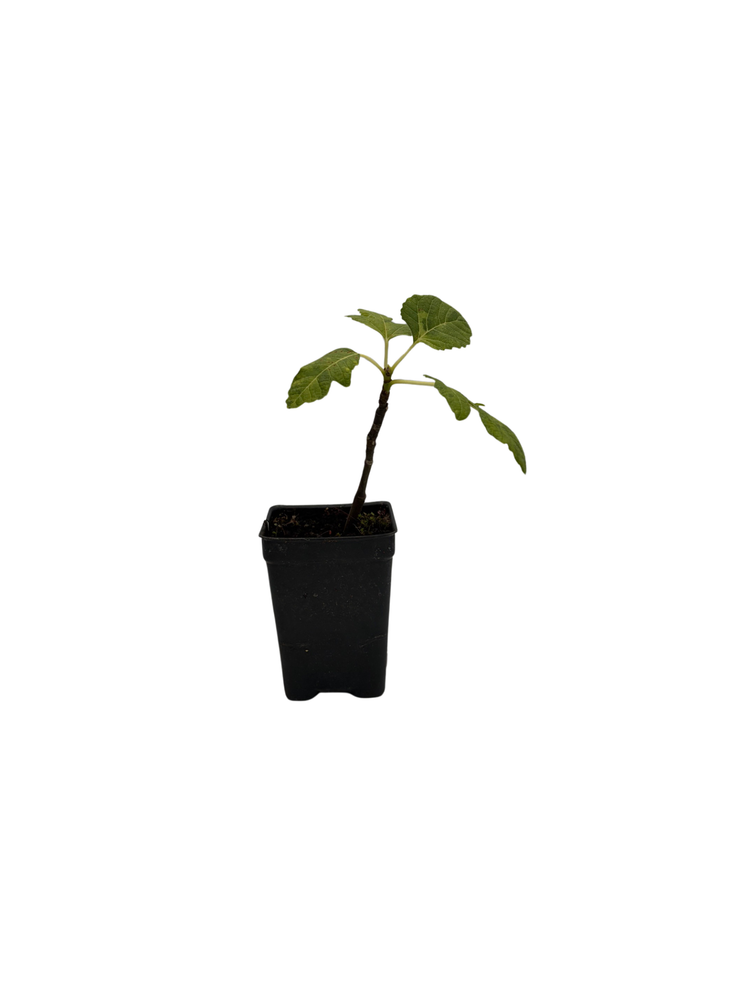 Pingo de Mel Edible Fig Plant - Ficus carica - 2.5" Pot