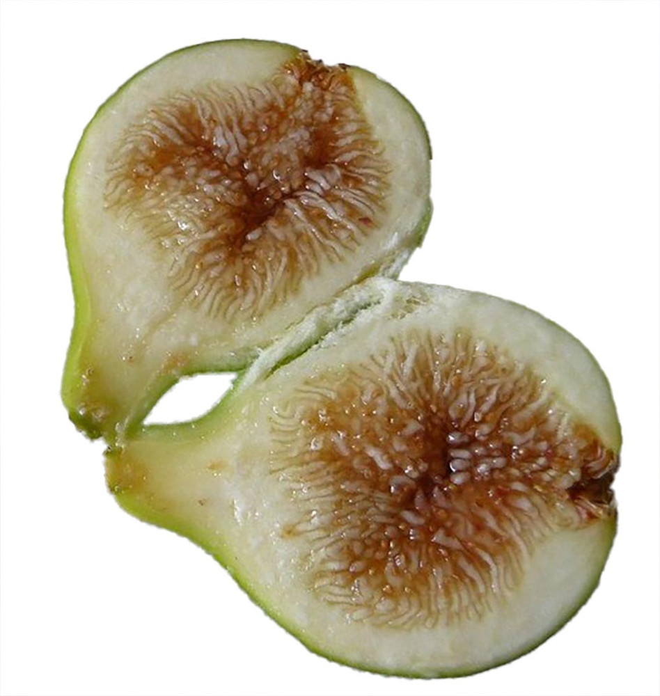 Pingo de Mel Edible Fig Plant - Ficus carica - 2.5" Pot