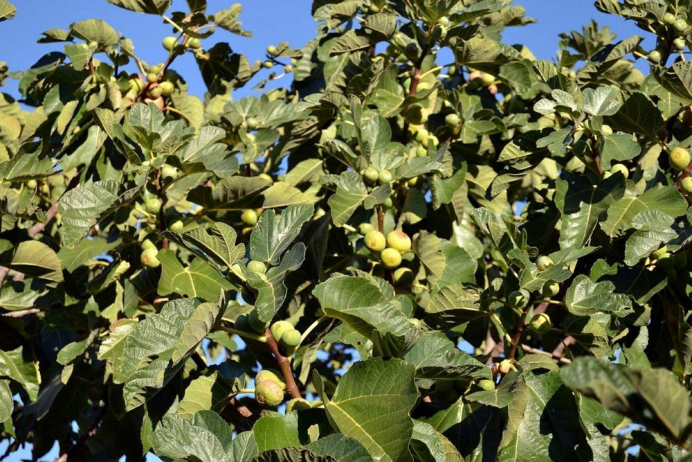 Pingo de Mel Edible Fig Plant - Ficus carica - 2.5" Pot