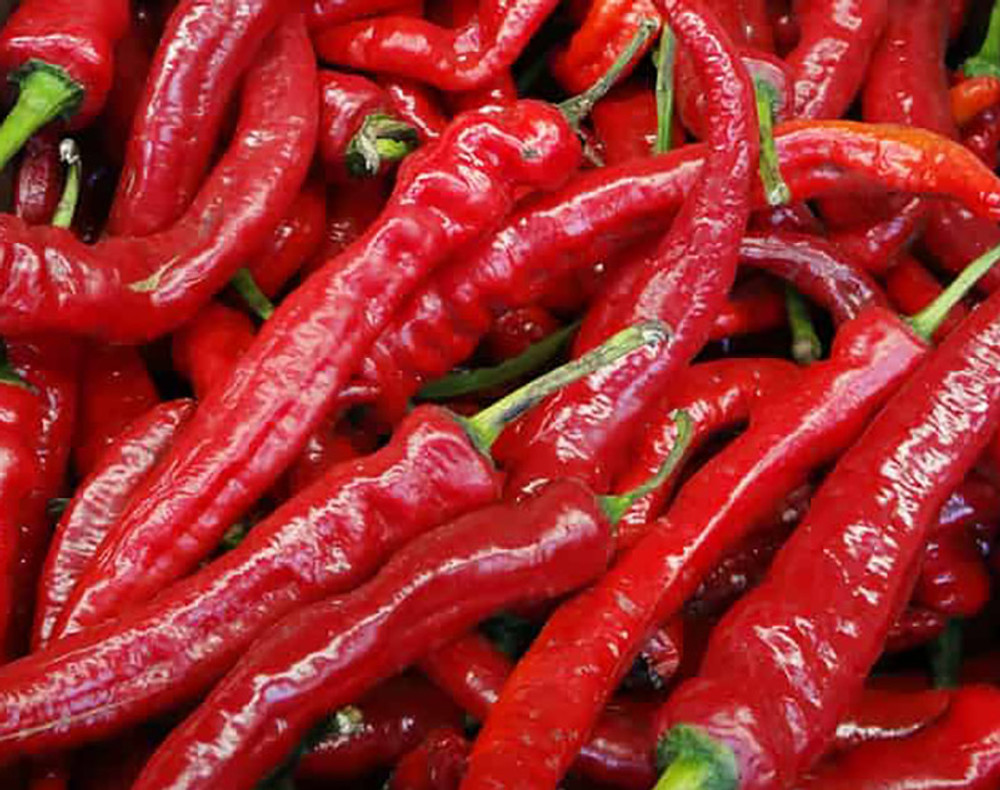 Gochujang King Hot Korean Pepper - 50 Seeds