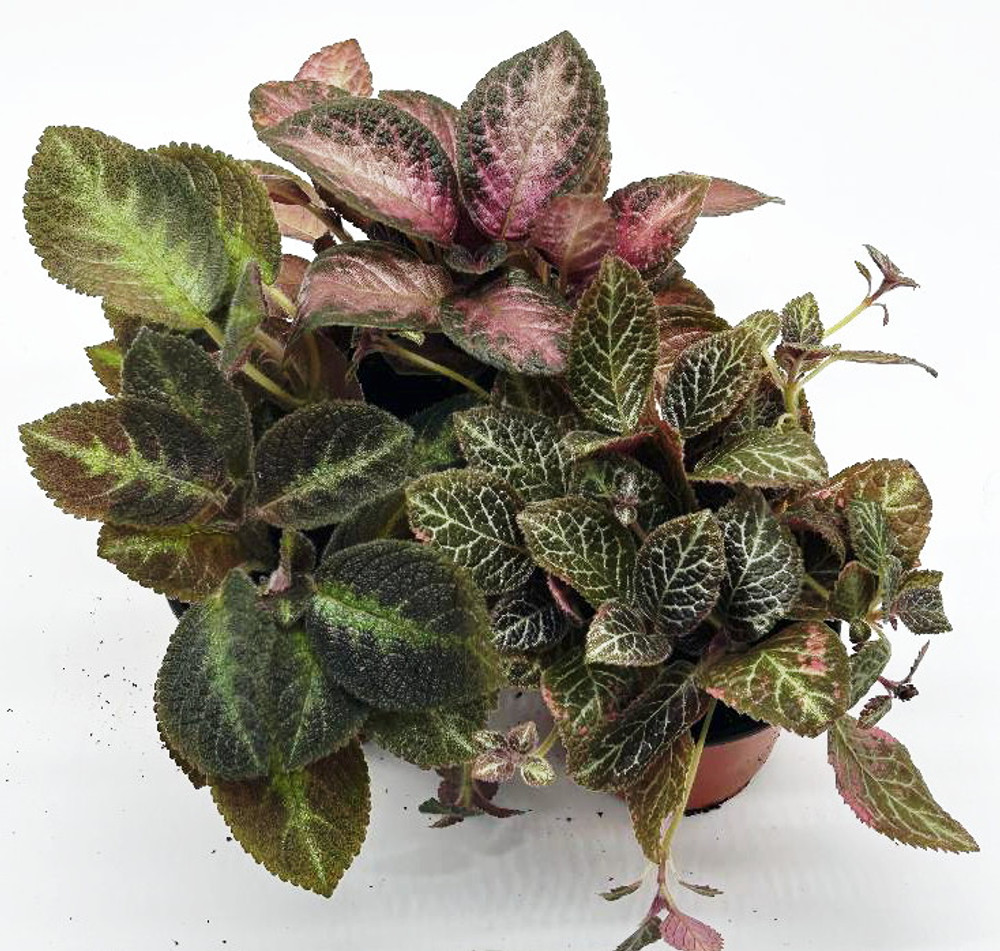 Flame Violet Variety Pack - Episcia - 3 Plants in 4" Pots