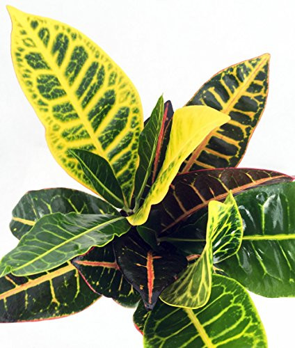 Colorful Croton - 4" Pot - Codiaeum Petra