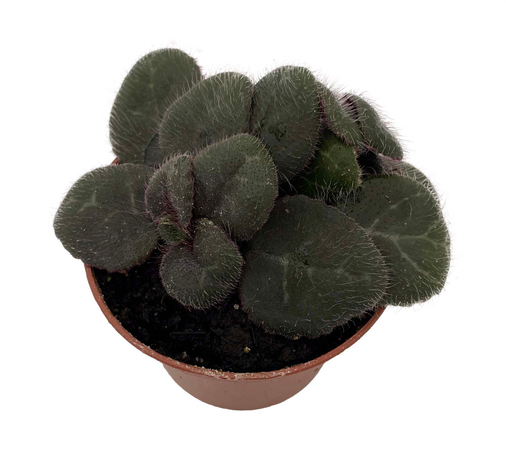 Primulina yungfuensis - Asian Violet - 2.5" Pot - Easy House Plant