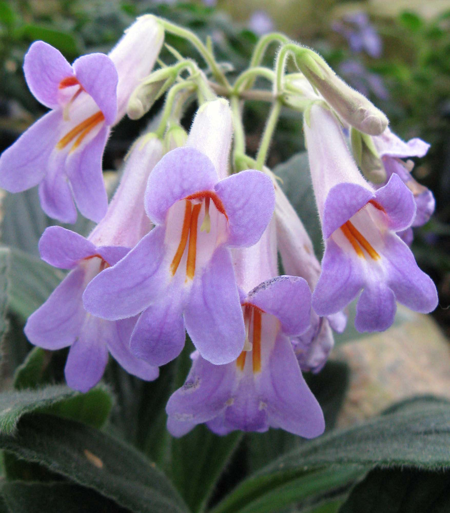 Primulina yungfuensis - Asian Violet - 2.5" Pot - Easy House Plant