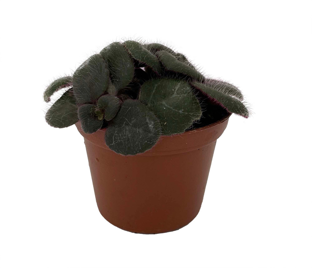 Primulina yungfuensis - Asian Violet - 2.5" Pot - Easy House Plant