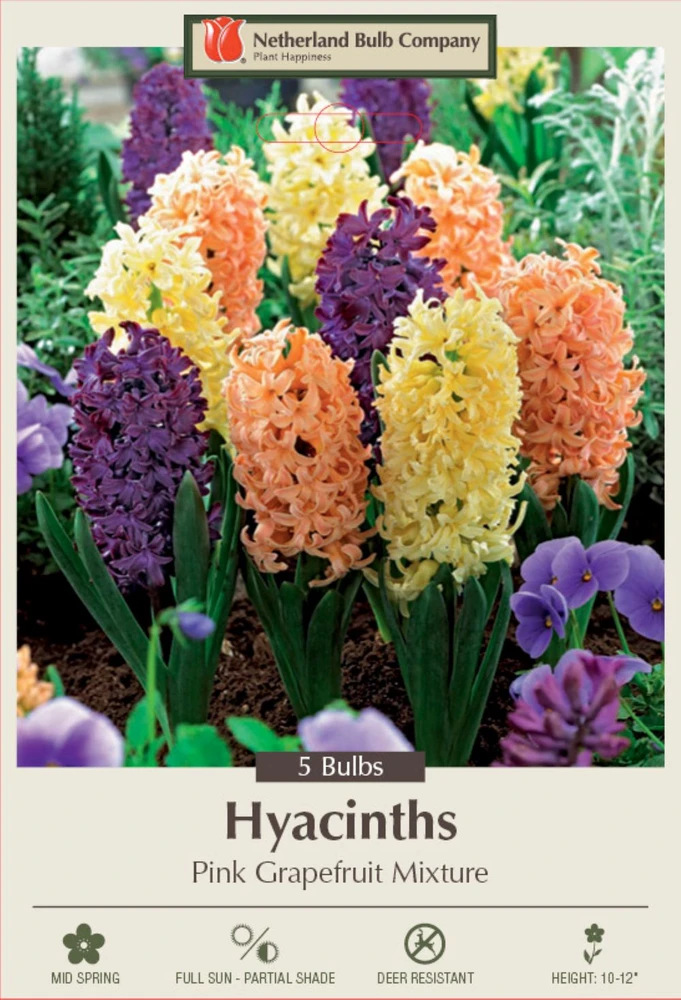 Pink Grapefruit Mix Hyacinth 5 Bulbs - Fragrant - 15/16 cm Bulbs - New