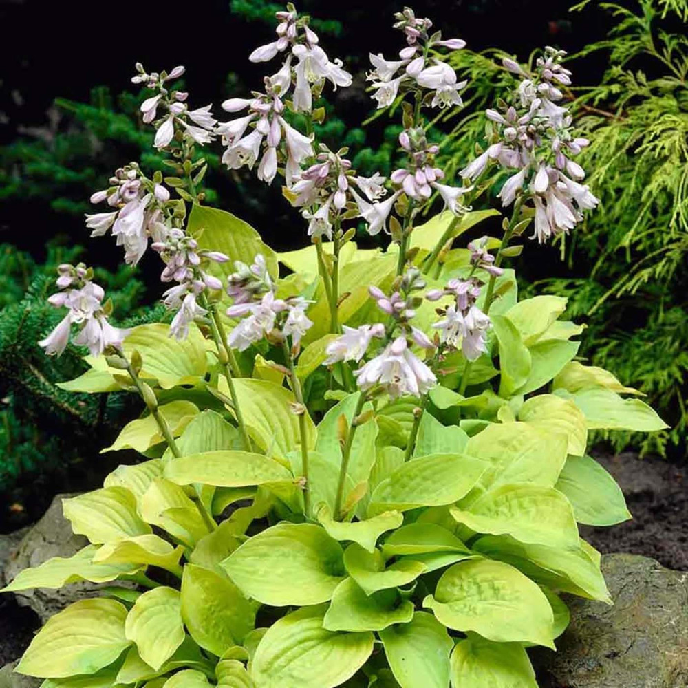 August Moon Hosta - Golden Green Heart Shaped Foliage - Quart Pot