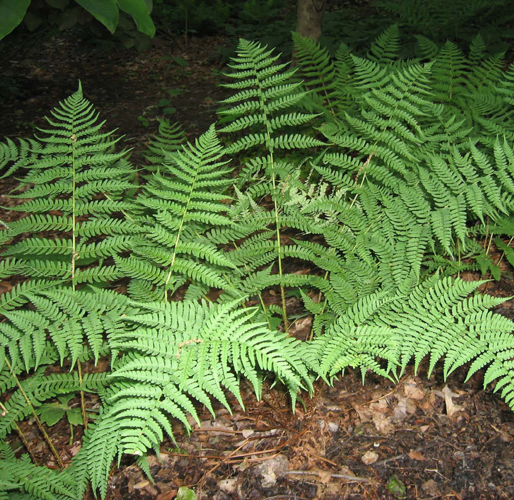 Leatherwood Eastern Wood Fern - Dryopteris marginalis - Quart Pot