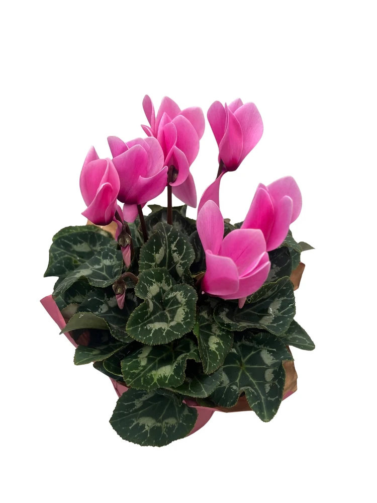 Hope Pink Persian Violet - Cyclamen - 4.5" Pot - Breast Cancer Awareness