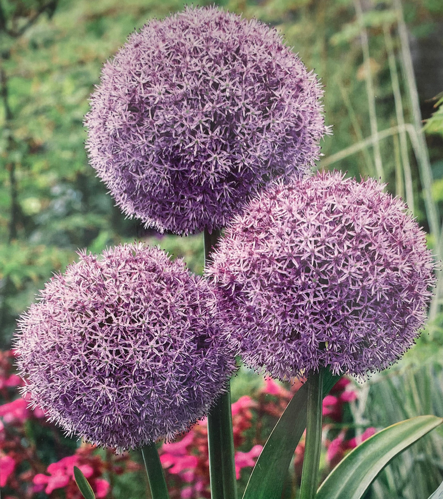 Party Balloons Flowering Onion Allium 1 Bulb - 18/20 cm - New