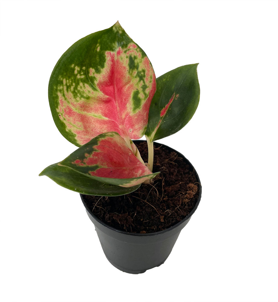 Red King Chinese Evergreen Plant - Aglaonema - 2" Pot - Collector's Series