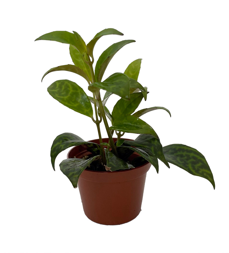 Black Pagoda Lipstick Vine - 2.5" Pot - Aeschynanthus marmoratus