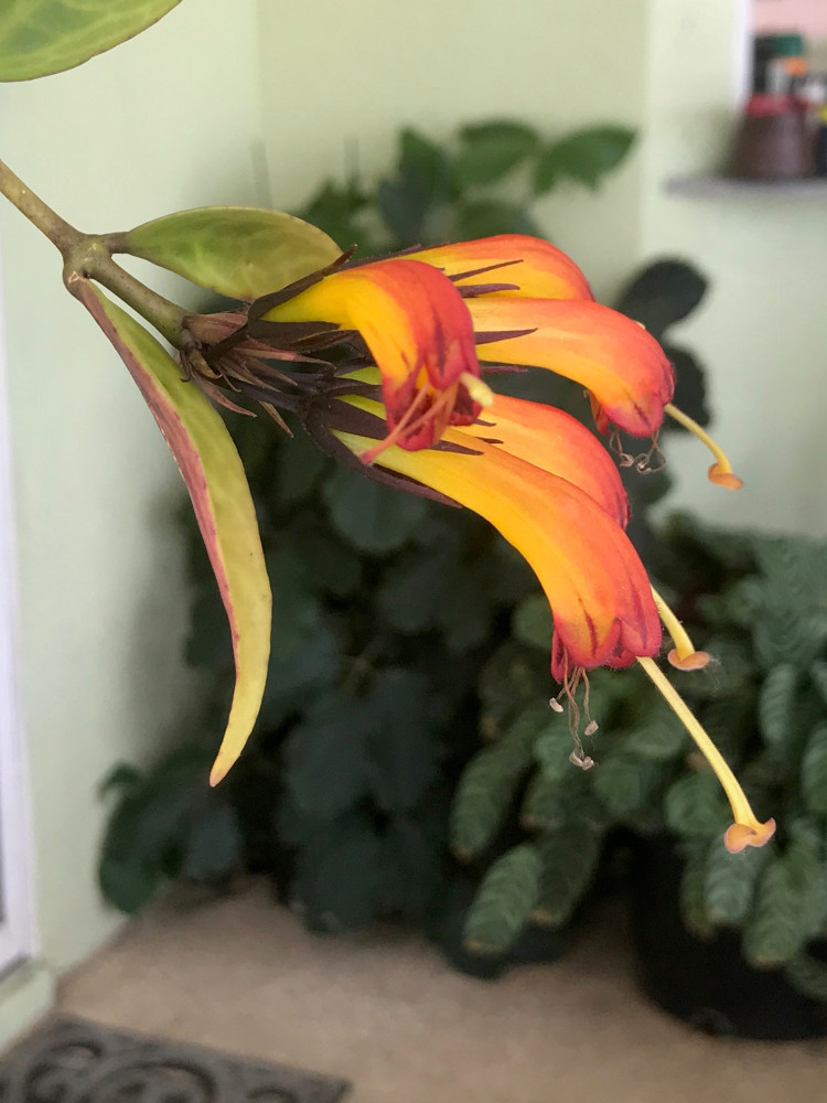 Black Pagoda Lipstick Vine - 2.5" Pot - Aeschynanthus marmoratus