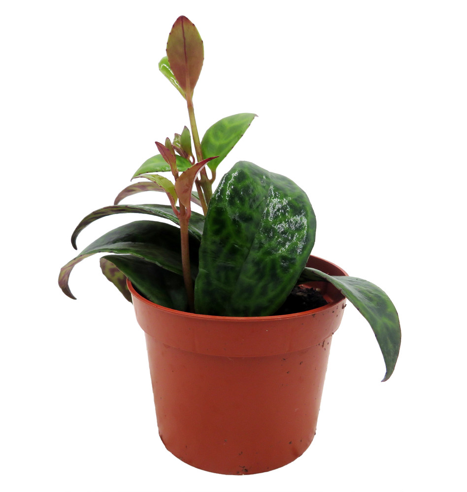 Black Pagoda Lipstick Vine - 2.5" Pot - Aeschynanthus marmoratus