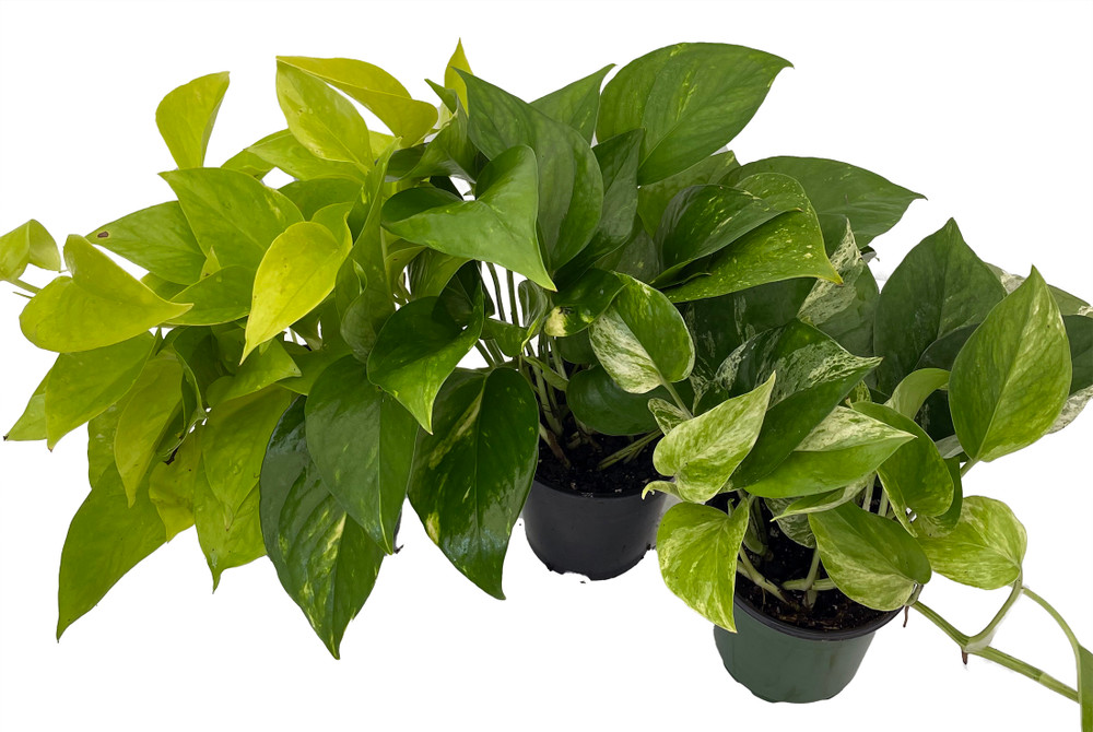 Pothos Plant Assortment - 3 Pack in 4" Pots