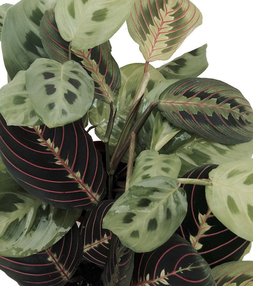Hirt's 1 Red & 1 Green Prayer Plant - Maranta - 3.5" Pots