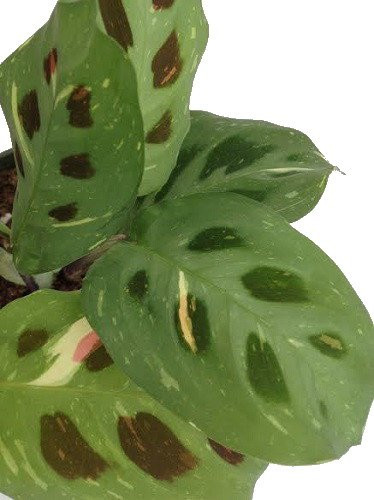 Hirt's 1 Red & 1 Green Prayer Plant - Maranta - 3.5" Pots