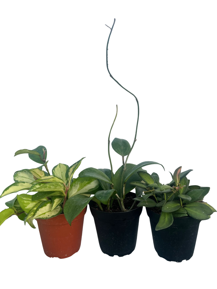 Hoya Assortment - 3 Pack in 4" Pots
