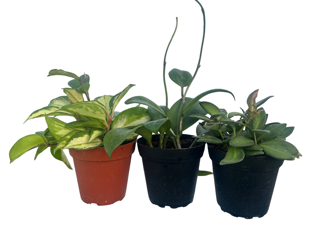 Hoya Assortment - 3 Pack in 4" Pots
