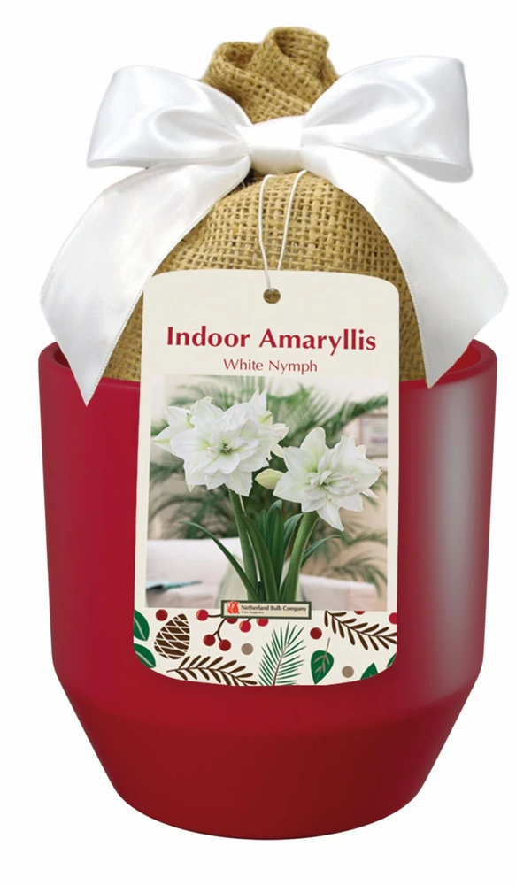 White Nymph Amaryllis Kit - Large Bulb/Red Ceramic Vase/Planting Medium