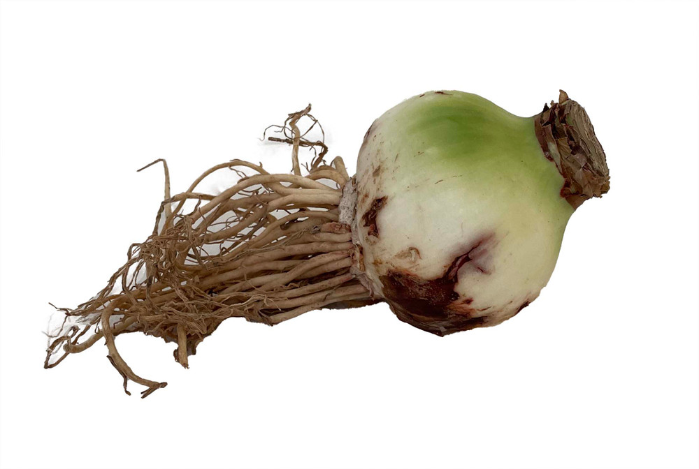 White Nymph Amaryllis Kit - Large Bulb/Green Ceramic Vase/Planting Medium