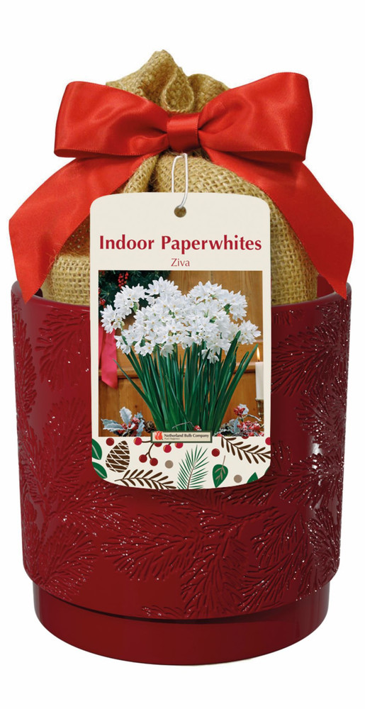 Ziva Paperwhite Growing Kit Red Ceramic Pot - 3 Bulbs/Pot/Planting Medium