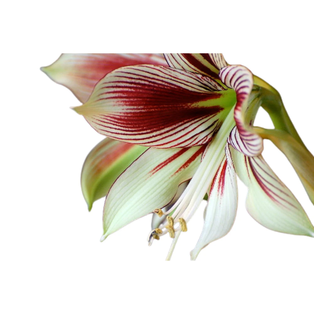 Papilio Amaryllis Growing Kit - Great Gift! - 24/26cm Bulb/Pot/Soil