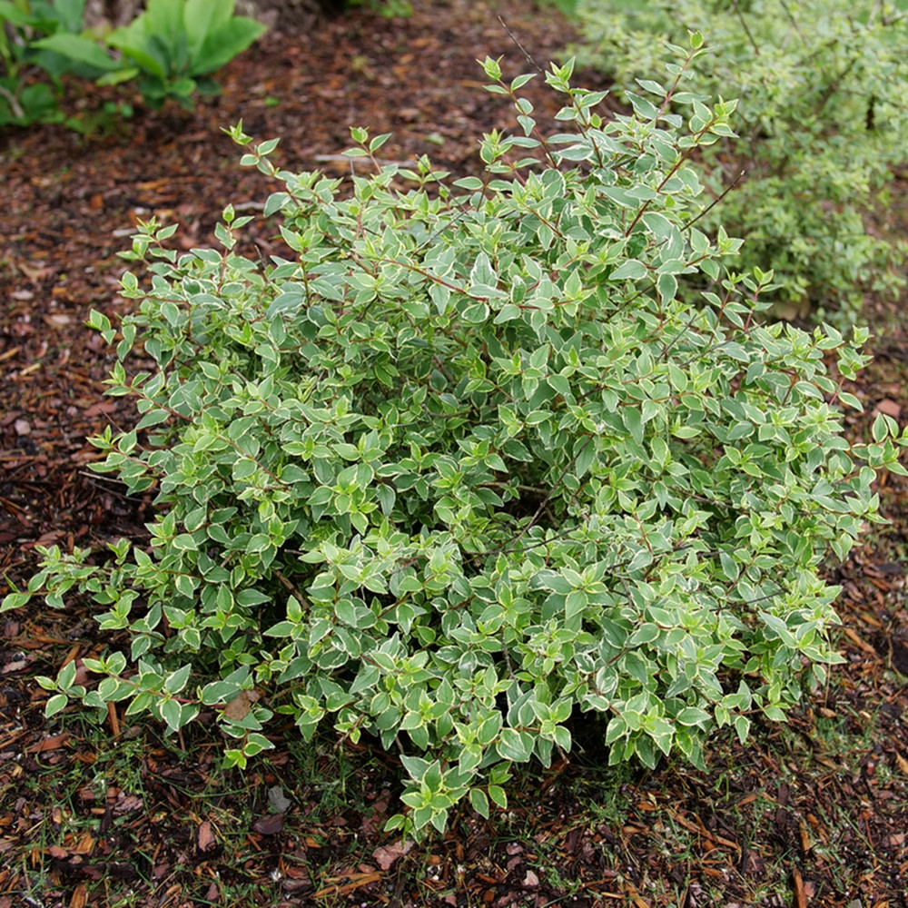 Mucho Gusto™ Abelia x grandiflora - Proven Winners - 4" Pot