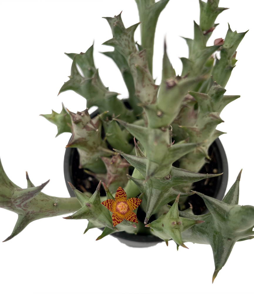 Orange Starfish Succulent - Huernia Orbea schweinfurthii - 4" Pot