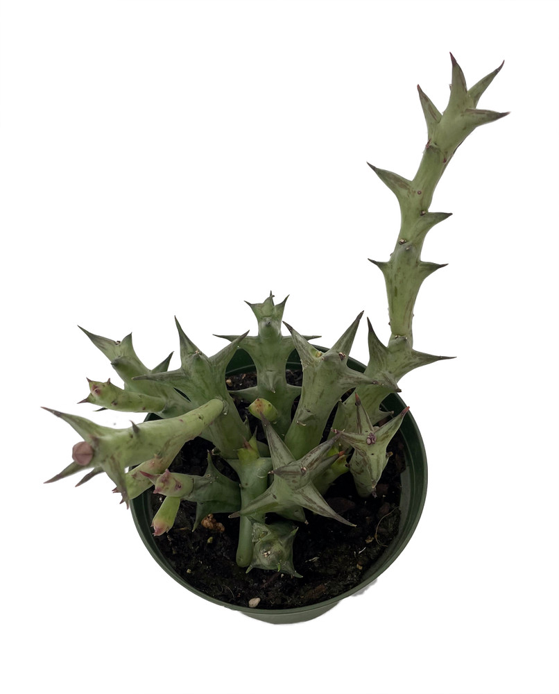 Orange Starfish Succulent - Huernia Orbea schweinfurthii - 4" Pot