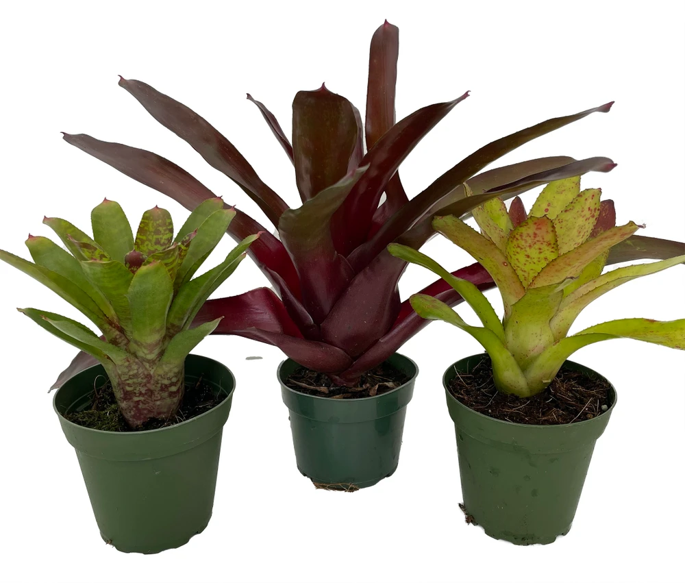 Neoregelia Vase Plant Collection - Bromeliad - 3 Plants in 4" Pots