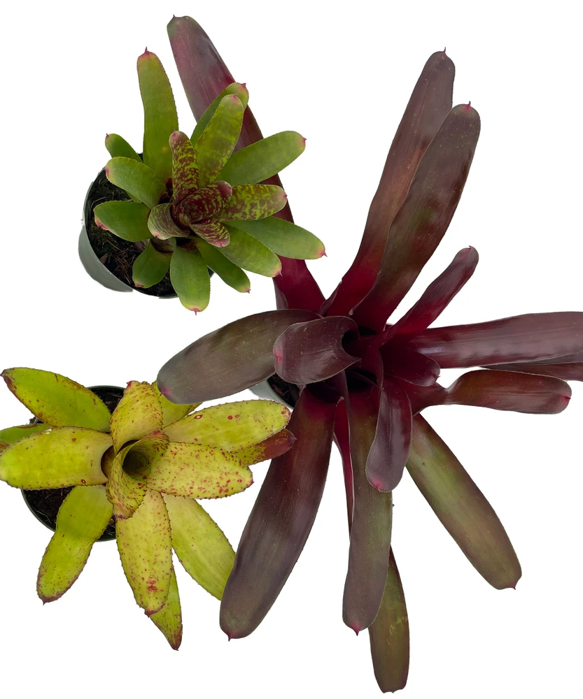 Neoregelia Vase Plant Collection - Bromeliad - 3 Plants in 4" Pots
