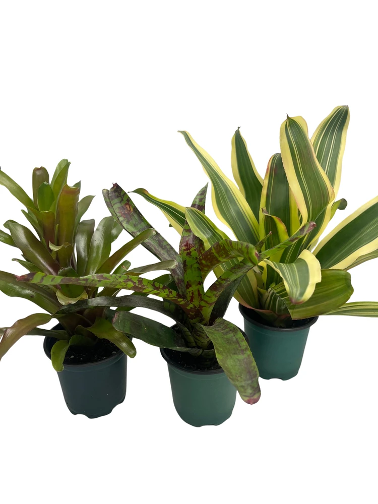 Neoregelia Vase Plant Collection - Bromeliad - 3 Plants in 4" Pots