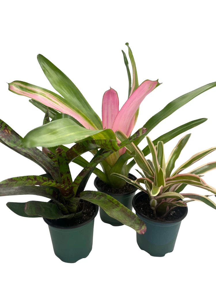 Neoregelia Vase Plant Collection - Bromeliad - 3 Plants in 4" Pots