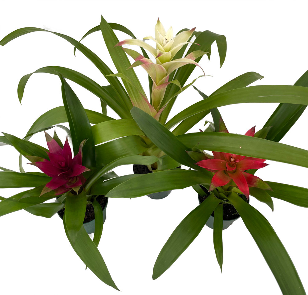 Guzmania Vase Plant Collection - Bromeliad - 3 Plants in 4" Pots