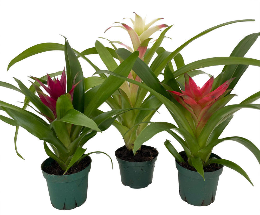 Guzmania Vase Plant Collection - Bromeliad - 3 Plants in 4" Pots