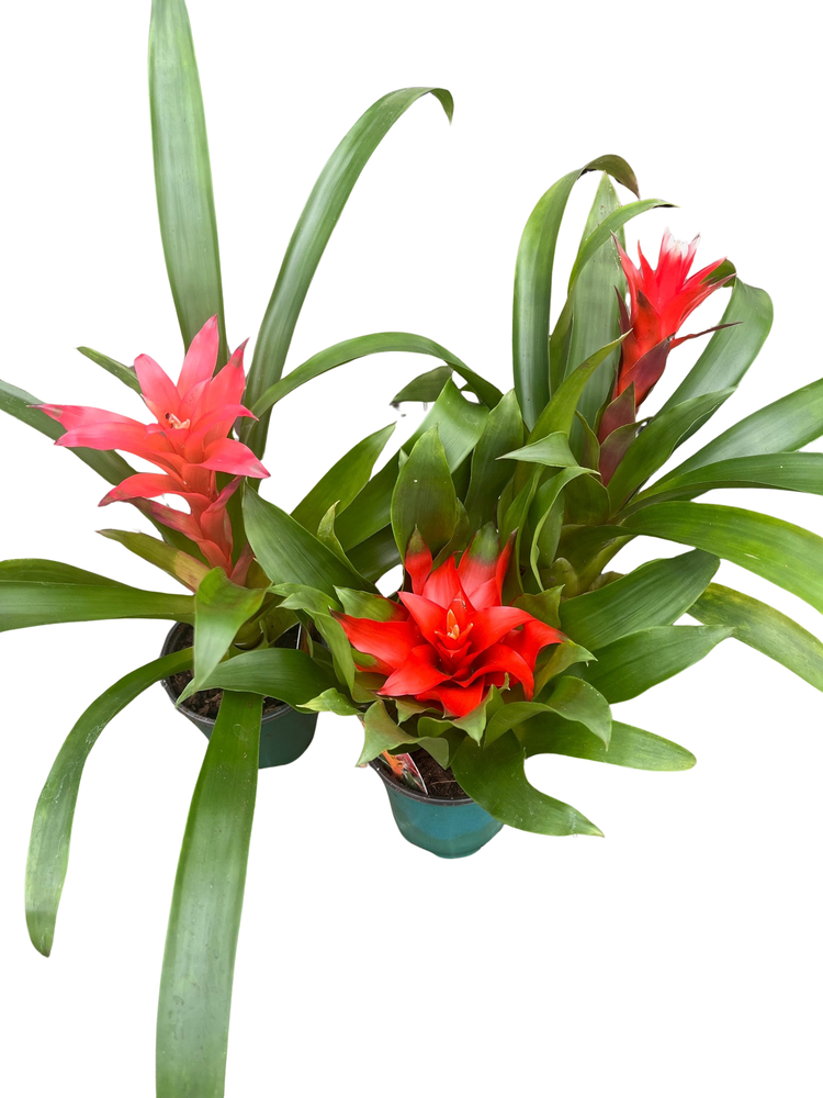 Guzmania Vase Plant Collection - Bromeliad - 3 Plants in 4" Pots
