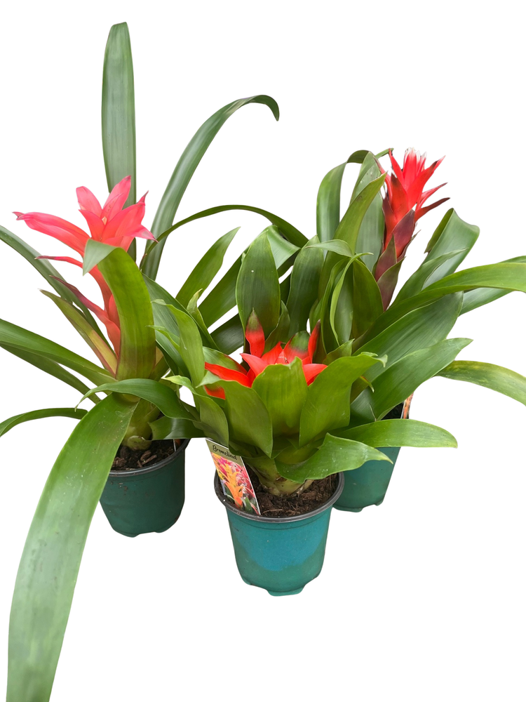 Guzmania Vase Plant Collection - Bromeliad - 3 Plants in 4" Pots