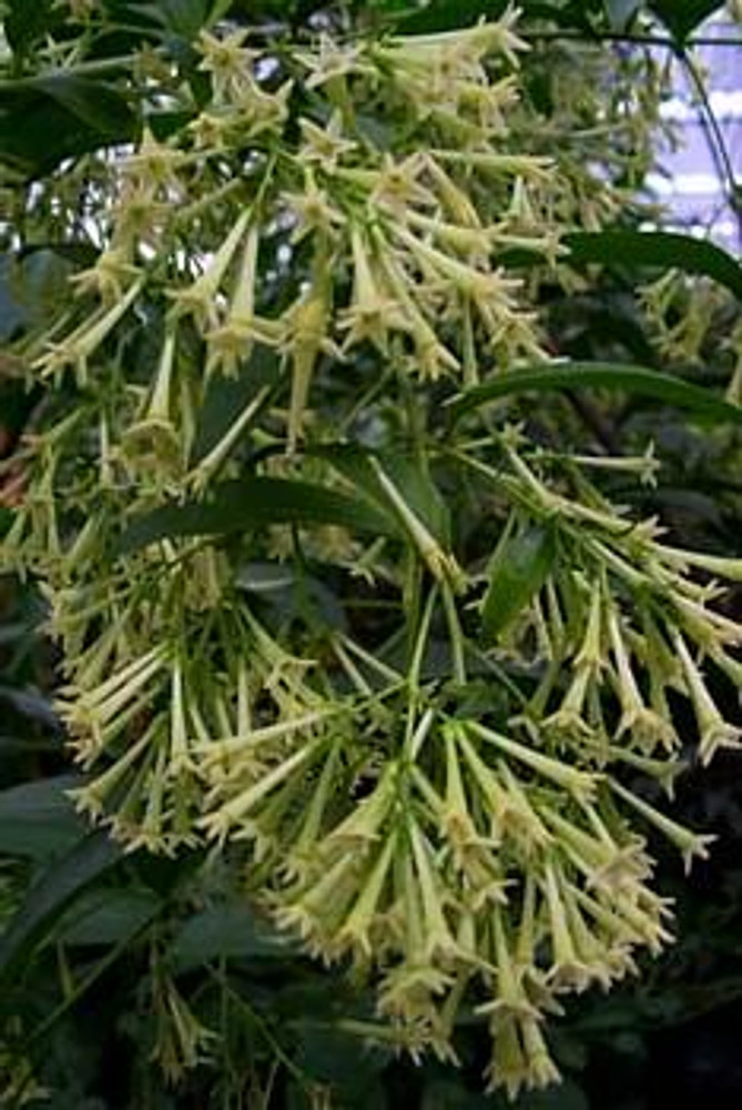 Night Blooming Jasmine Plant - Cestrum nocturnum - 4 Pot - Hirt's Gardens