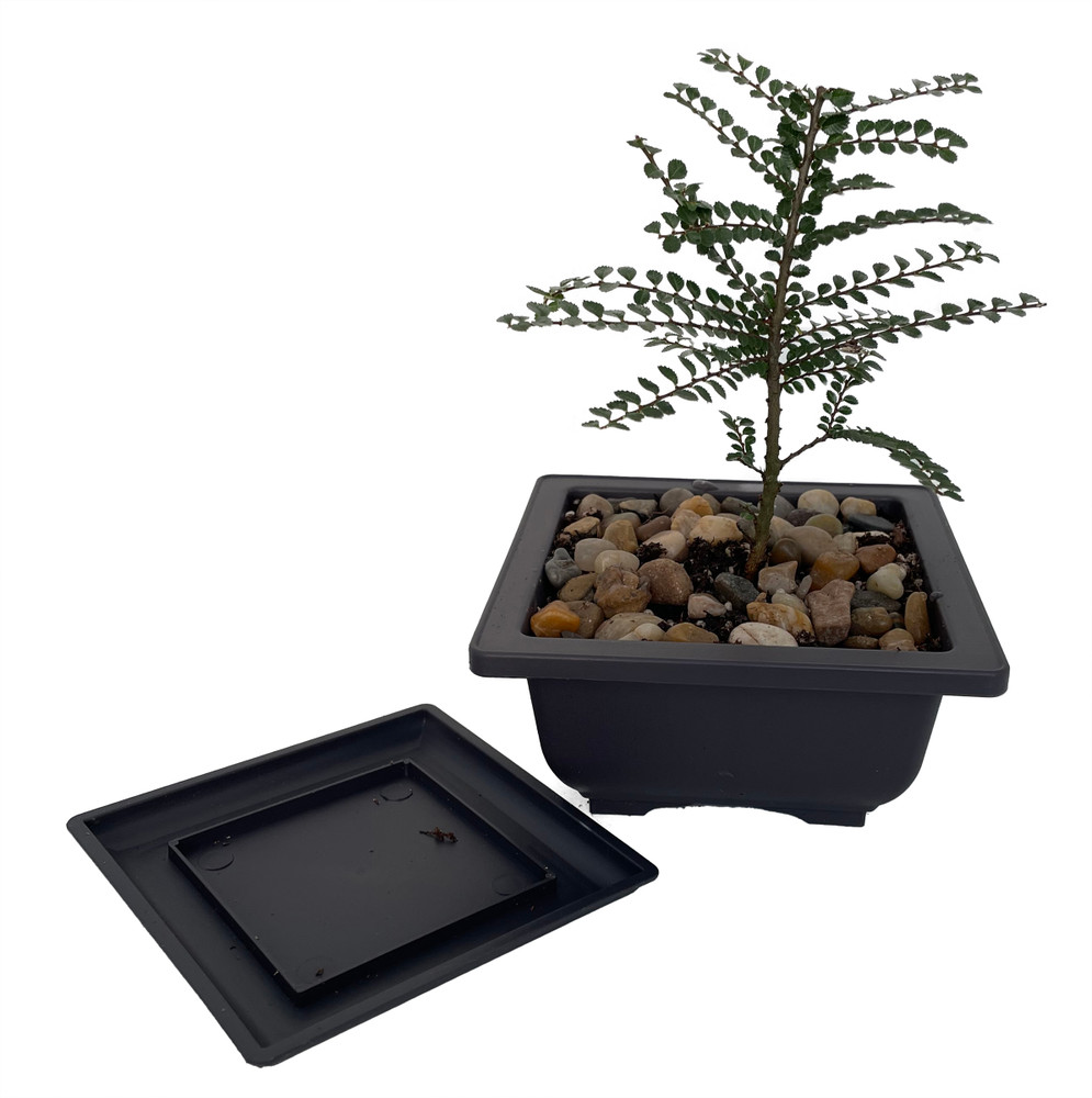Seiju Dwarf Chinese Elm - Ulmus parvifolia - 4.7" Square Bonsai Pot and Saucer