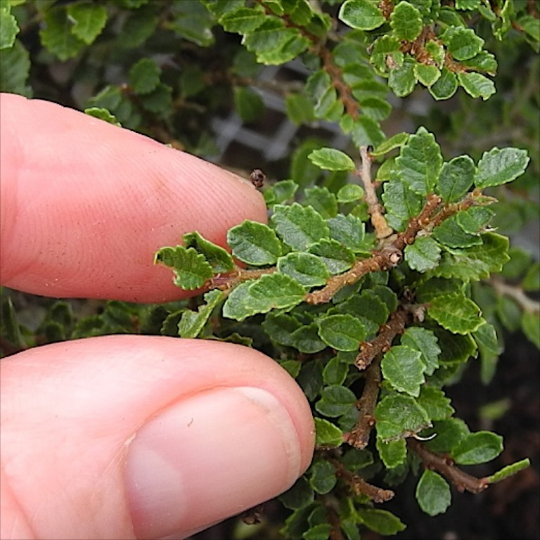 Seiju Dwarf Chinese Elm - Ulmus parvifolia - 4.7" Square Bonsai Pot and Saucer